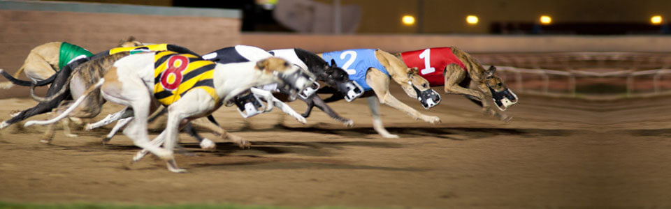 uk grey hound racing